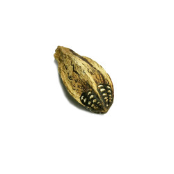 (MPTP5) Mahogany Pod