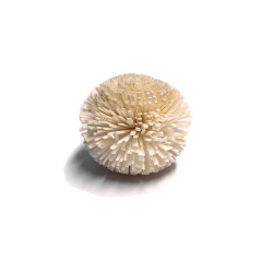 (NSF6) Sola Flower 6cm