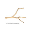 (A1157XL) Java Wood Multi Branch Perch XL