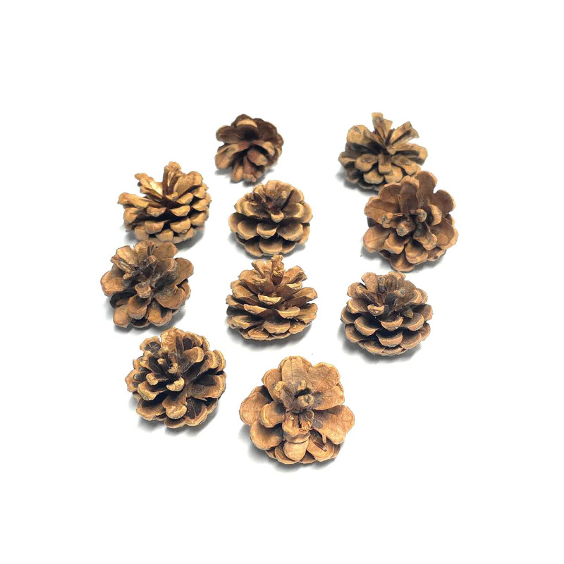 (T02) Natural Pine Cone (10 pcs)