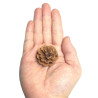 (T02) Natural Pine Cone (10 pcs)