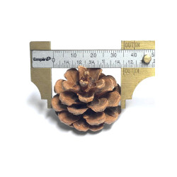 (T02) Natural Pine Cone (10 pcs)