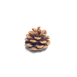 (T02) Natural Pine Cone (10 pcs)
