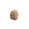 (T02) Natural Pine Cone (10 pcs)